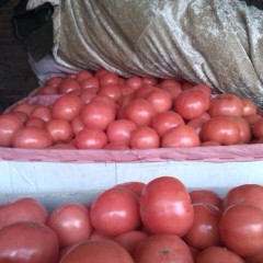 开封市曲兴子陵李立波：金鹏2.0--2.1/斤