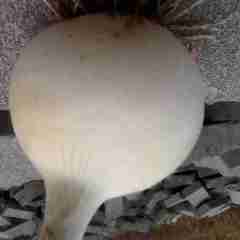 南阳市新岗洋马刚：红皮洋葱1.5元/斤