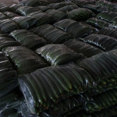 济宁市金乡县童先生：黄瓜1.1-1.2元/斤