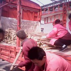 菏泽市终兴镇朱瑞东：九斤黄山药0.95-1.4元/斤