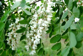 开封市白丘孙政委：槐花