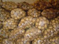 枣庄市南界河张凯：荷兰十五