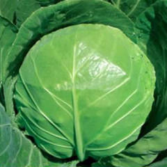 临沂市红花张垒：中甘21甘蓝0.9元/斤