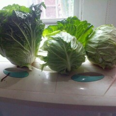 南阳市城郊乡姚书功：菊锦0.65元/斤