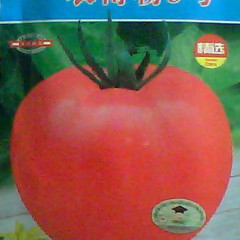 商丘市李口镇李奇峰：农博粉3号60元/袋