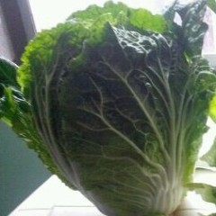 河南新野蔬菜代办李军伟菊锦大白