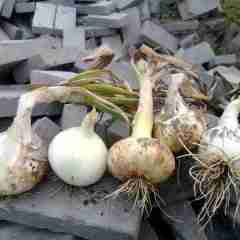 南阳市新岗洋马刚：红皮洋葱3000元/吨