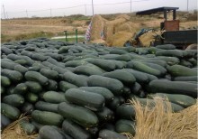 南宁市坛洛镇邓生：子弹头黑皮冬瓜0.3元/斤