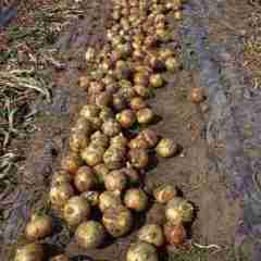 徐州市常店镇卜祥俊：圆葱（卡木一）洋葱