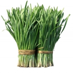 石家庄市代收张先生 ：平韭6号韭菜