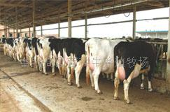 奶牛养殖场提供奶牛价格，小奶牛价格，奶牛犊价格