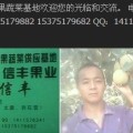 安徽砀山最大的西瓜甜瓜供应基地