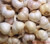 常年供应杞县印尼蒜及扒米蒜，质量质优