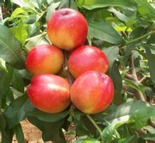 唐山市胡各庄王泽鹏：油桃8.5元/斤