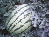 白银市郭城镇魏庭奎：丰抗8号、西陇