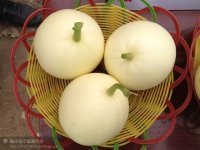 安徽省砀山县最大的甜瓜供应基地