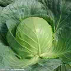 临沂市红花镇张磊：中甘21甘蓝1