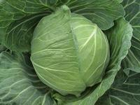 临沂市红花小张：中甘21甘蓝0.9元/斤