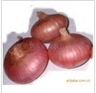 菏泽市时楼镇时克展：红皮洋葱