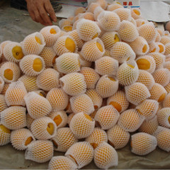 宿州市程庄镇吴信丰：金太阳杏0元/斤