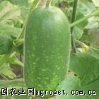 聊城市莘县燕店镇柿子园王风如：绿冬瓜2元/斤