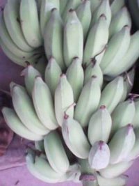 红河哈尼族彝族自治州老勐乡黄际刚：巴蕉2.1元/斤