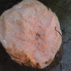 湛江市黄坡镇陈宇玲：紫薯0.7元/斤