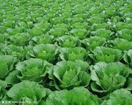 白菜莴苣大量上市：今天白菜0.6-0.65一斤