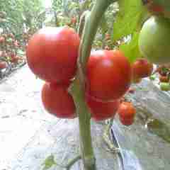 潍坊市北宫街李炳亮：齐达利