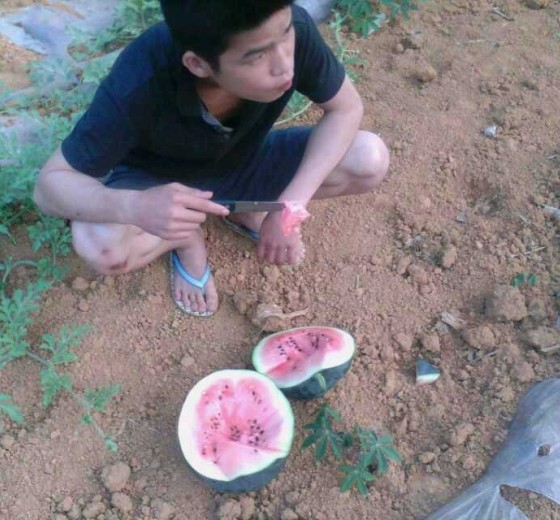麒麟西瓜价格
