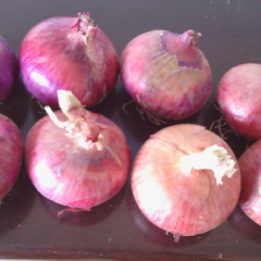 河南新野县城郊乡曹小强：红、黄皮洋葱