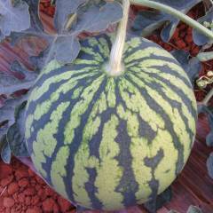 文山州马鞍山韩理华：8424西瓜