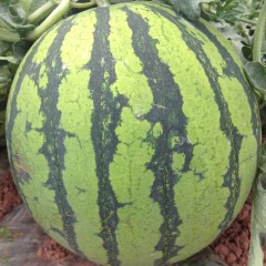 楚雄彝族自治州沙渔村小夏：麒麟西瓜2元/斤