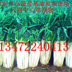 河北定州大量供应长白大葱