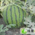 江苏睢宁原生态京欣、8424西瓜