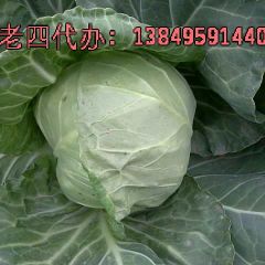 焦作市孝敬镇张老四：中甘21甘蓝0.6元/斤