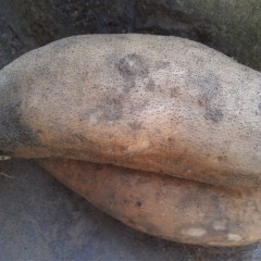 湛江市黄坡镇陈宇玲：黄皮白心0.60元/斤