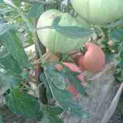 巢湖市中旱镇金：金鹏2.0元/斤