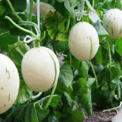 菏泽市李新庄王东海：香瓜