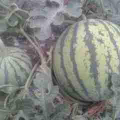 文山壮族苗族自治州新沟农叶：麒麟西瓜2元/斤