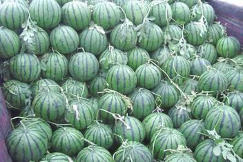 山东惠民京欣西瓜