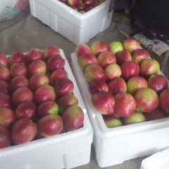 秦皇岛市昌黎县供应大棚油桃