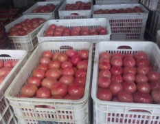 河北昌黎大量供应西红柿 硬粉果