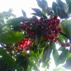 烟台市亭口镇于春波：樱桃