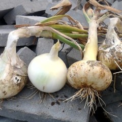 南阳市樊集镇黄经理：黄皮洋葱1.86元/斤