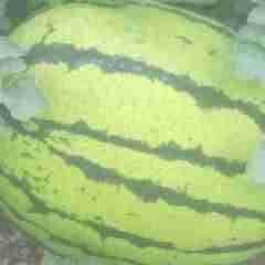 白银市郭成译黄龙：精品丰抗8号