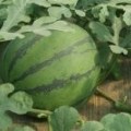 临沂费县 西瓜 甜瓜 现已大量上