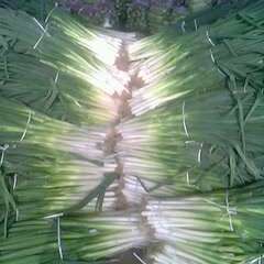 青岛长白大葱：长白大葱，白长叶绿