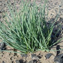 银川市蔬菜批张：沙葱10元/斤