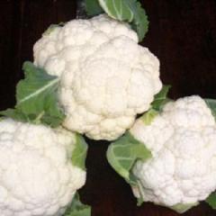 周口市红花镇屠合意：雪玉0.6元